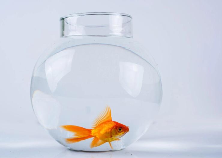 Goldfish in a fish bowl.