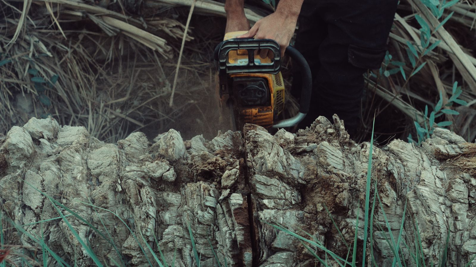 Closeup of a man using a chainsaw to cut a tree trunk in an outdoor setting.