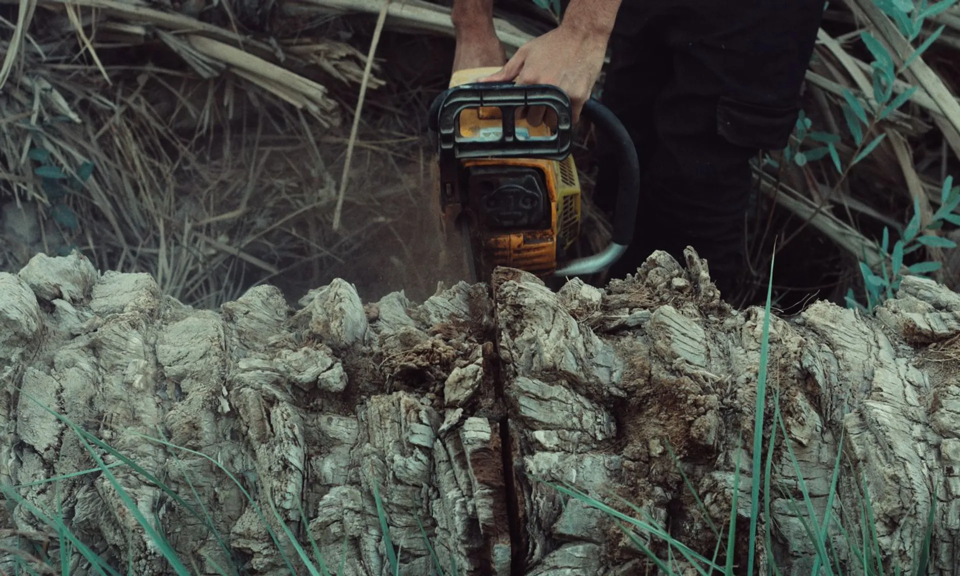Closeup of a man using a chainsaw to cut a tree trunk in an outdoor setting.