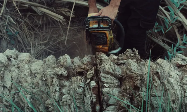 Closeup of a man using a chainsaw to cut a tree trunk in an outdoor setting.