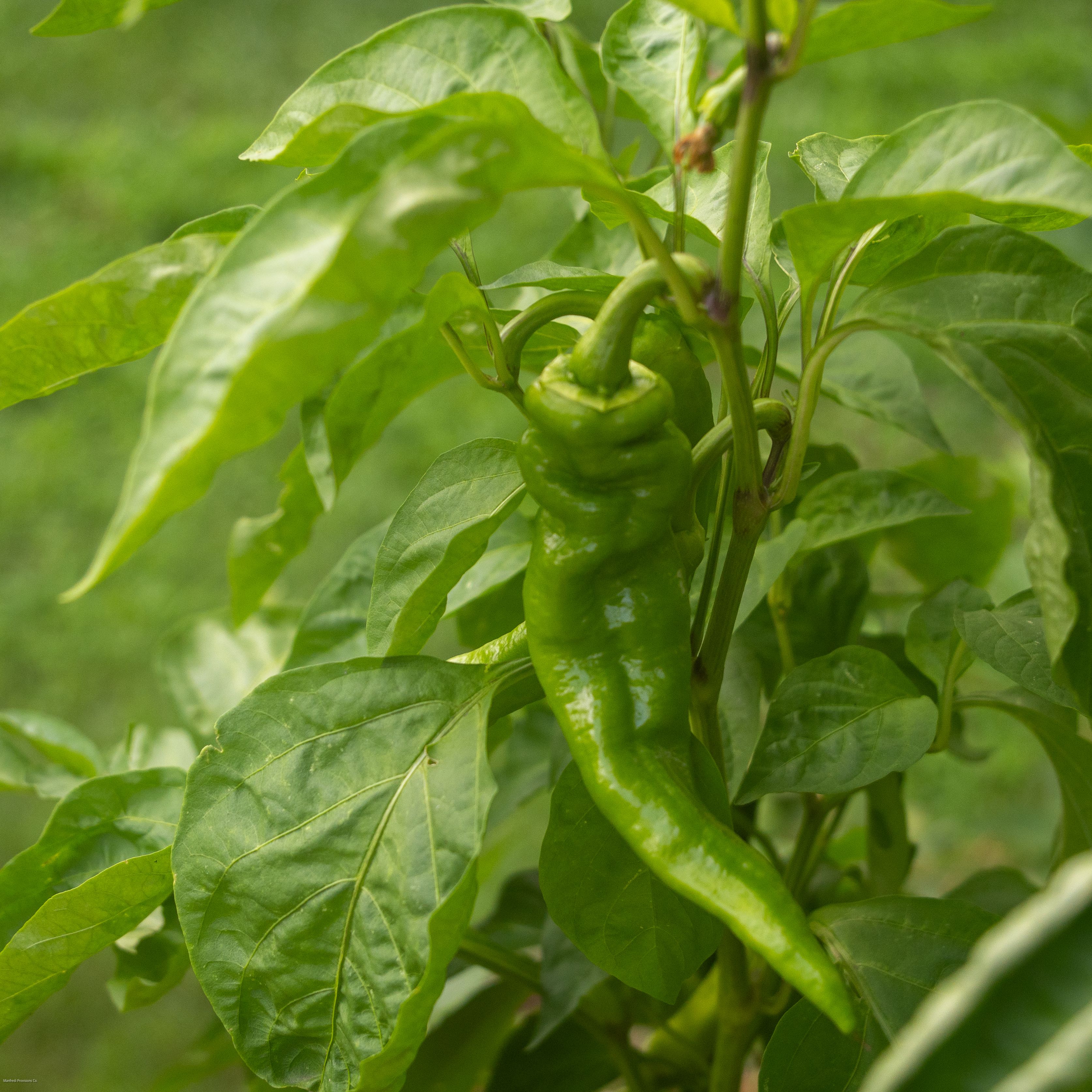 Sweet Peppers (mixed pick)