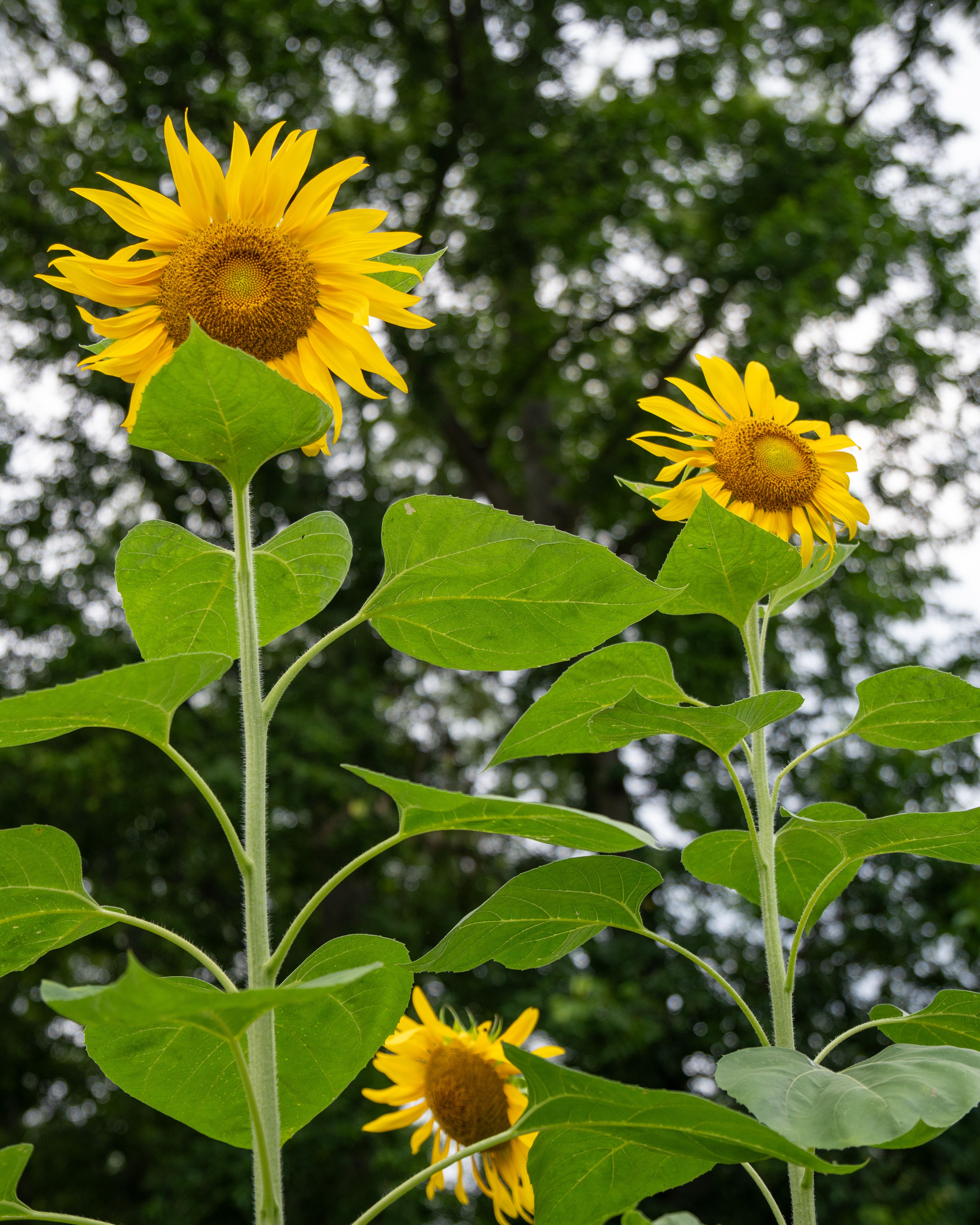 Roasted Sunflower Seeds