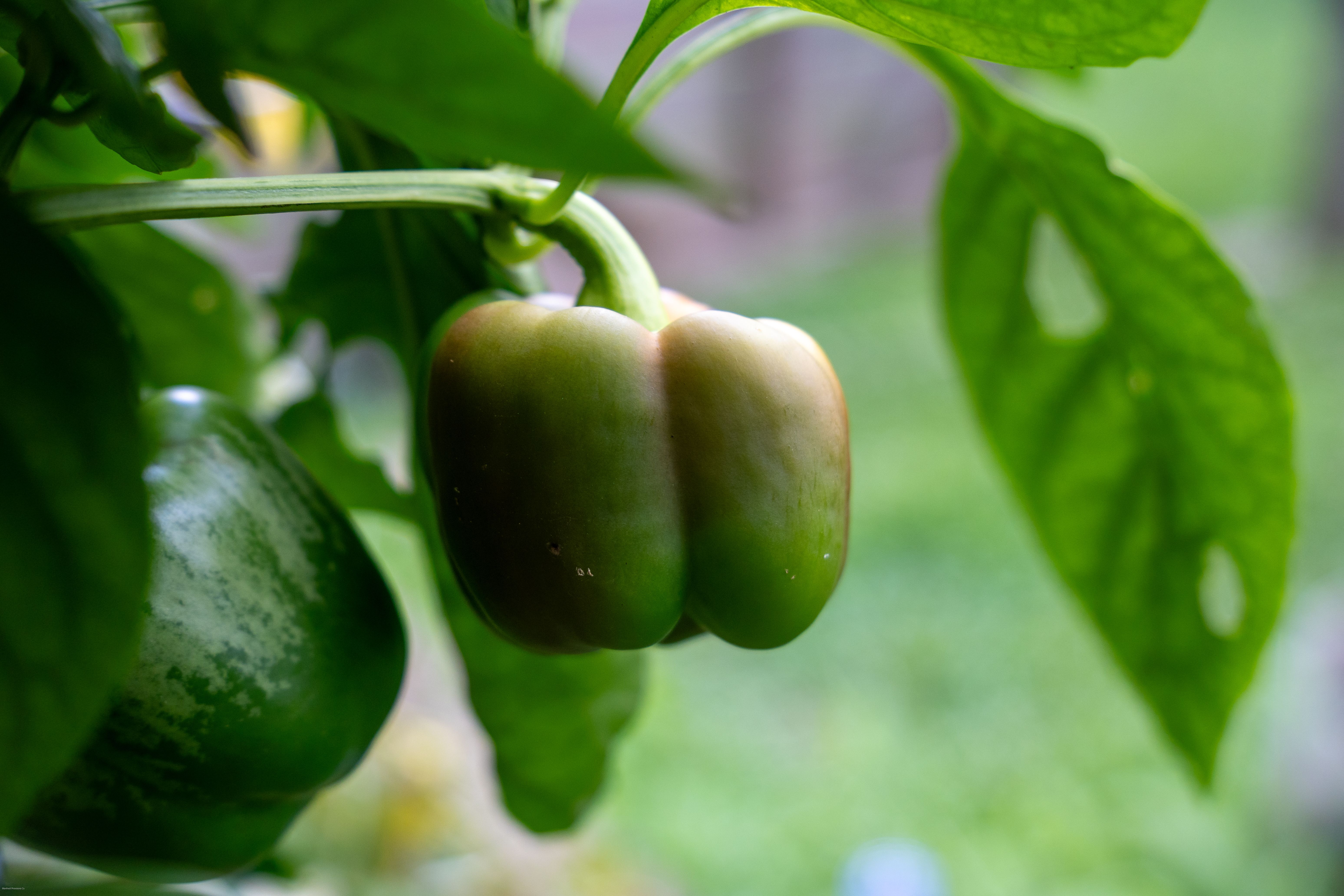 Rainbow Peppers