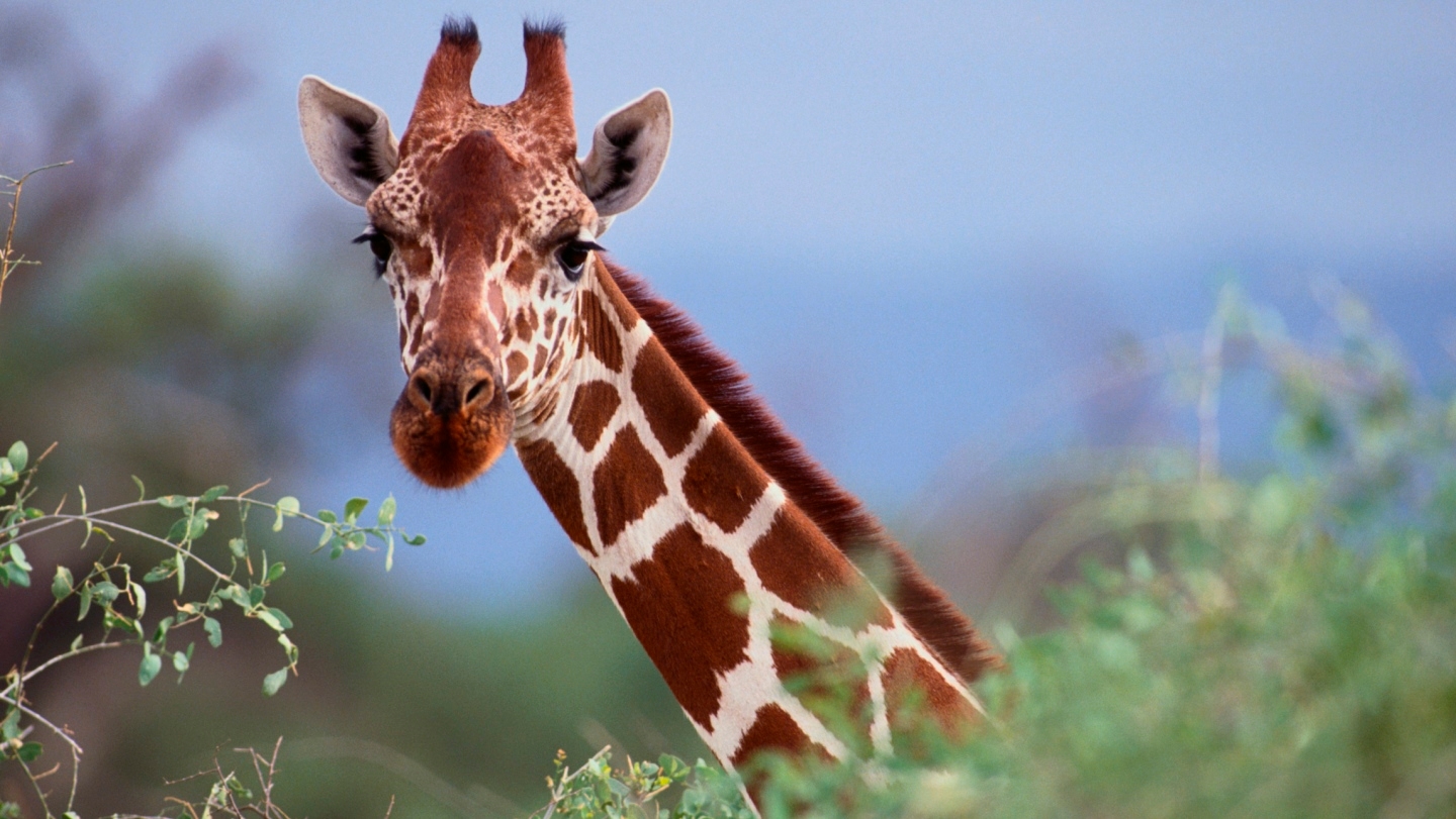 Close-up of a giraffe with a distinctive spot pattern peering through greenery in a natural habitat.