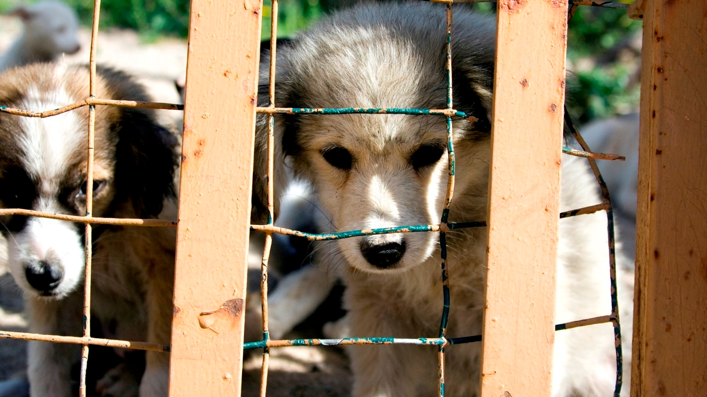 what is wrong with puppy mills