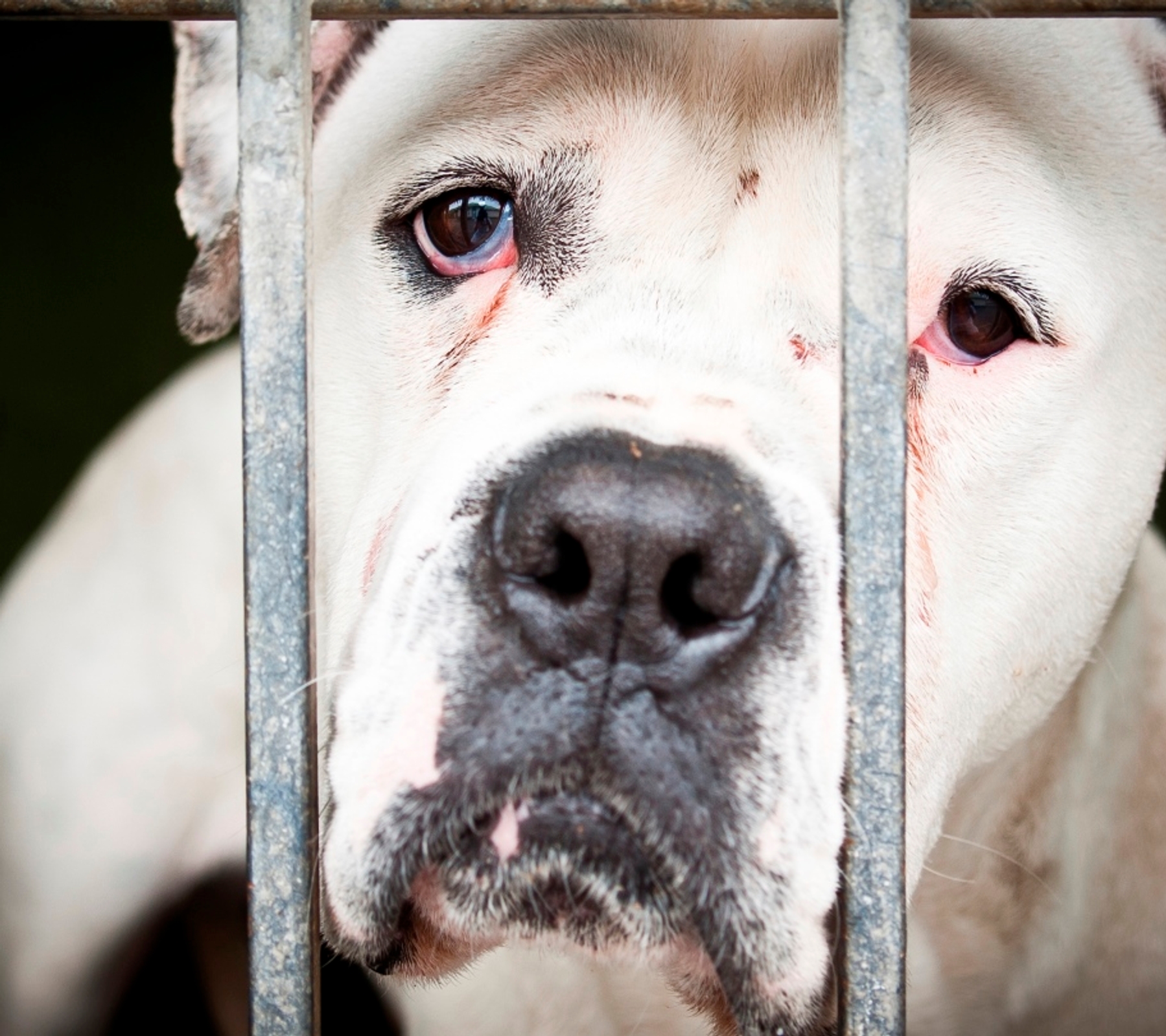 11 Facts About Animal Cruelty