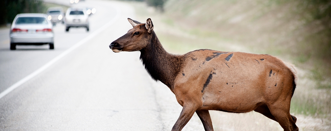 A deer crossing the road 