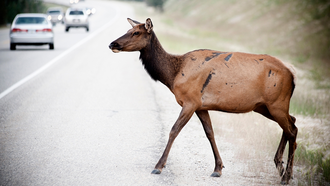 A deer crossing the road 