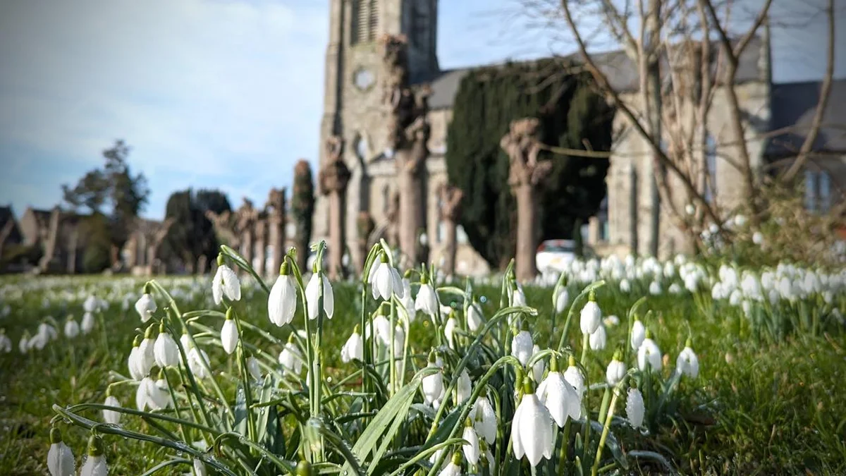 Shaftesbury Snowdrop Festival