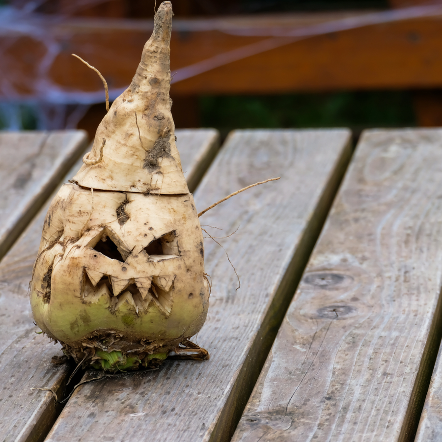 Carved turnip, alterative to carved pumpkins!