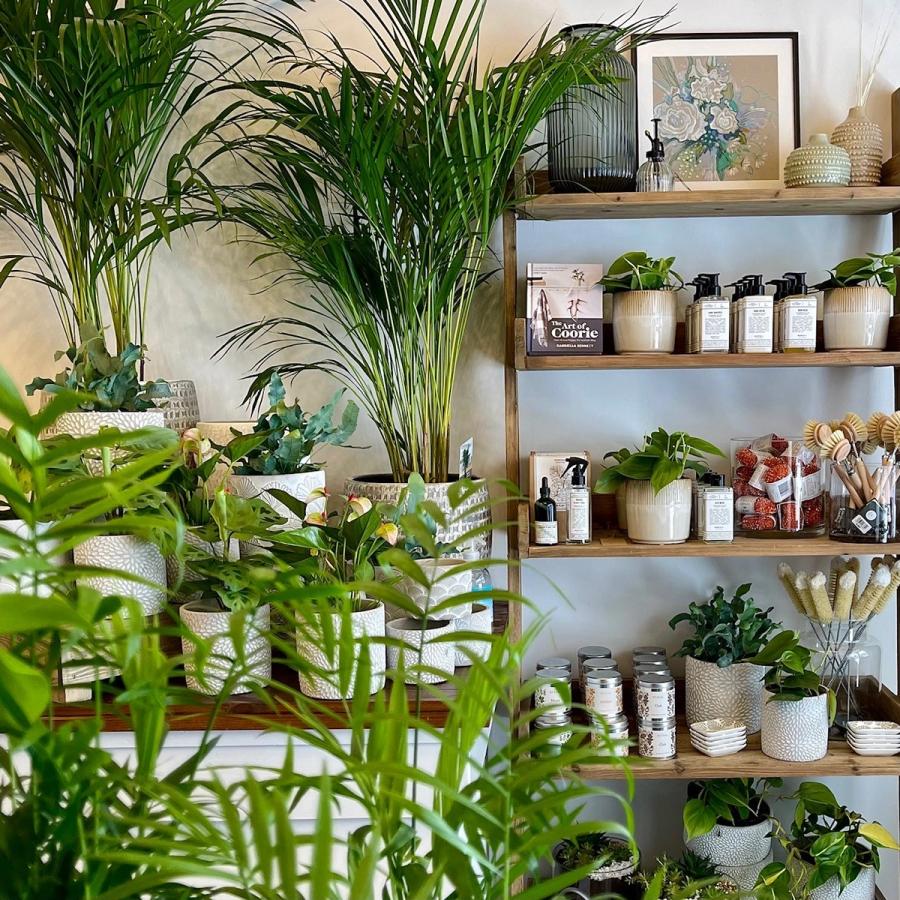 Shelves of houseplants and gifts in a plant shop