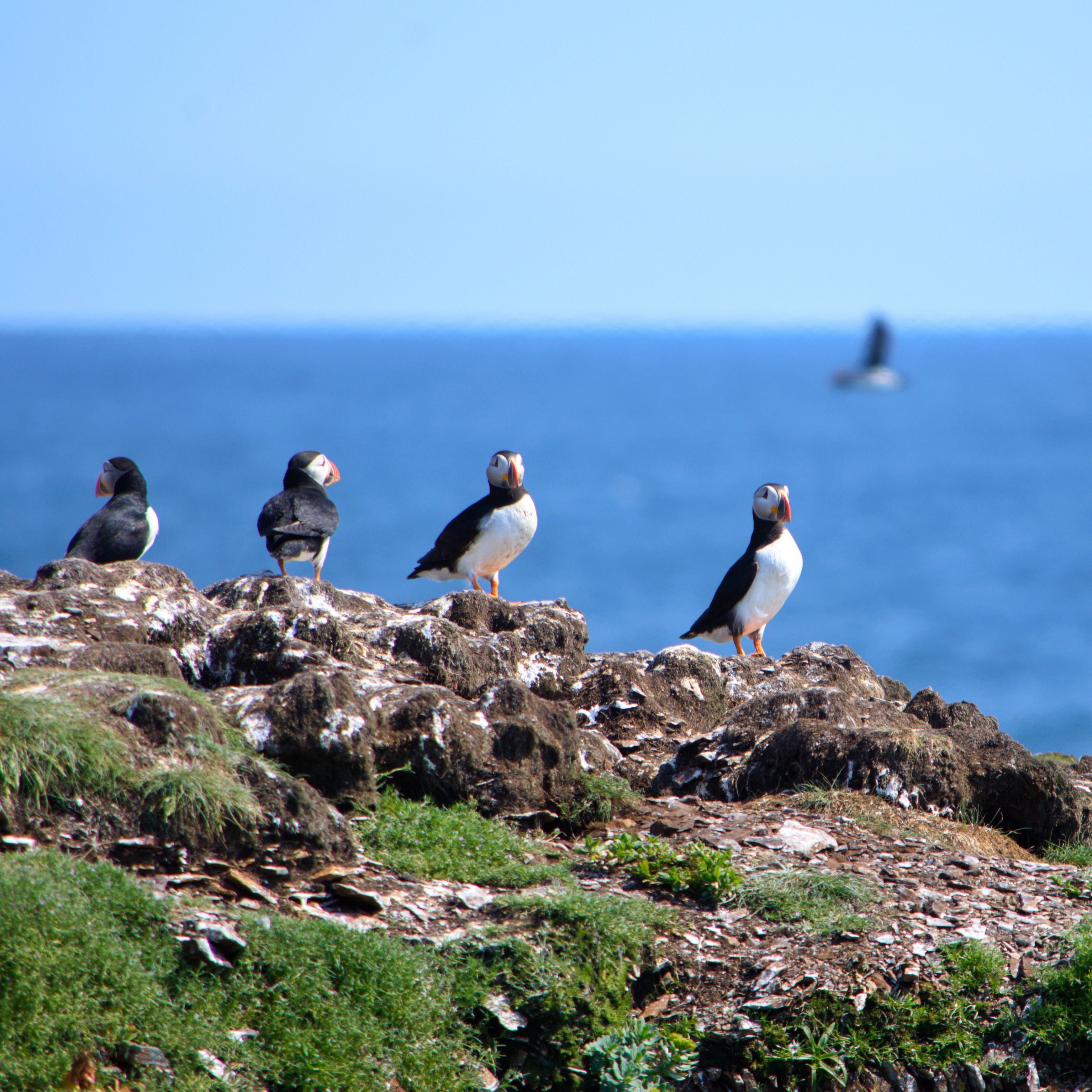 FUN FACTS ABOUT NEWFOUNDLAND FOR KIDS intelligence overview