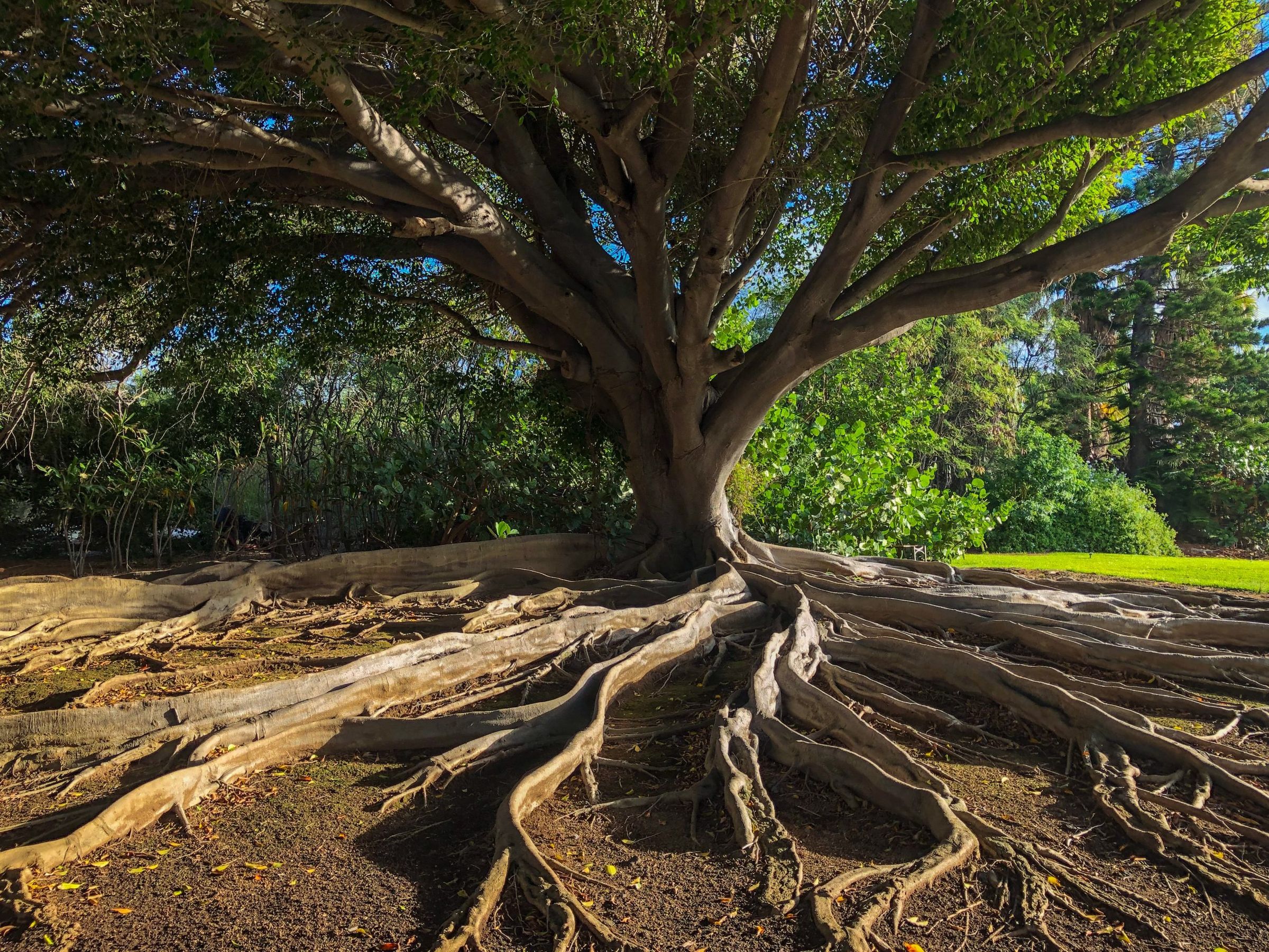 Alter Baum mit weit verzweigten Wurzeln