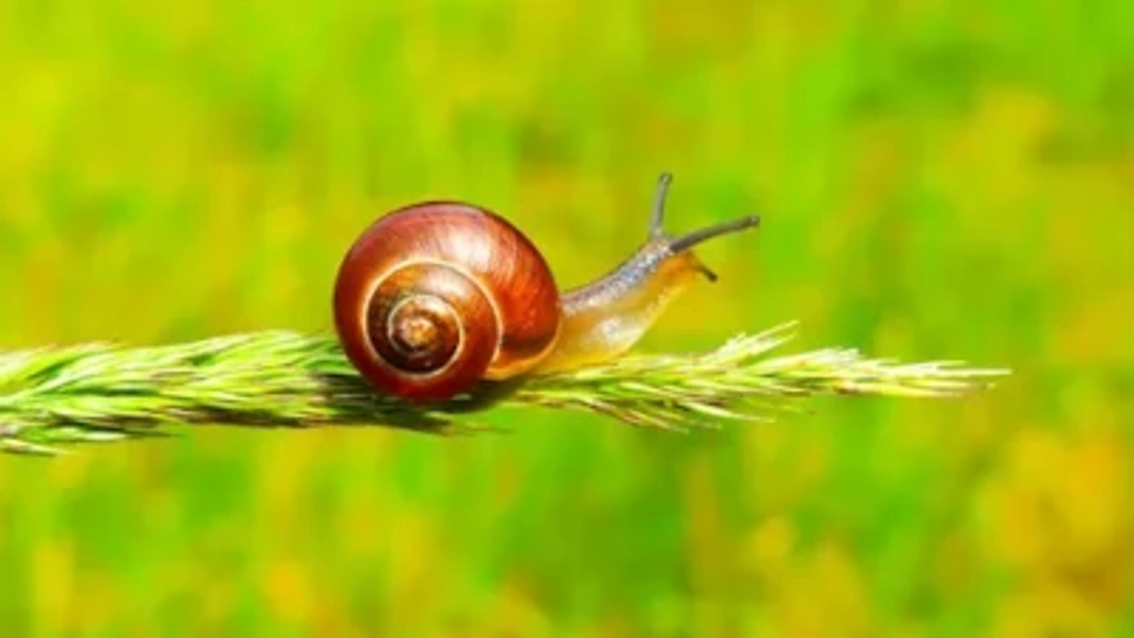 Snail in a green field