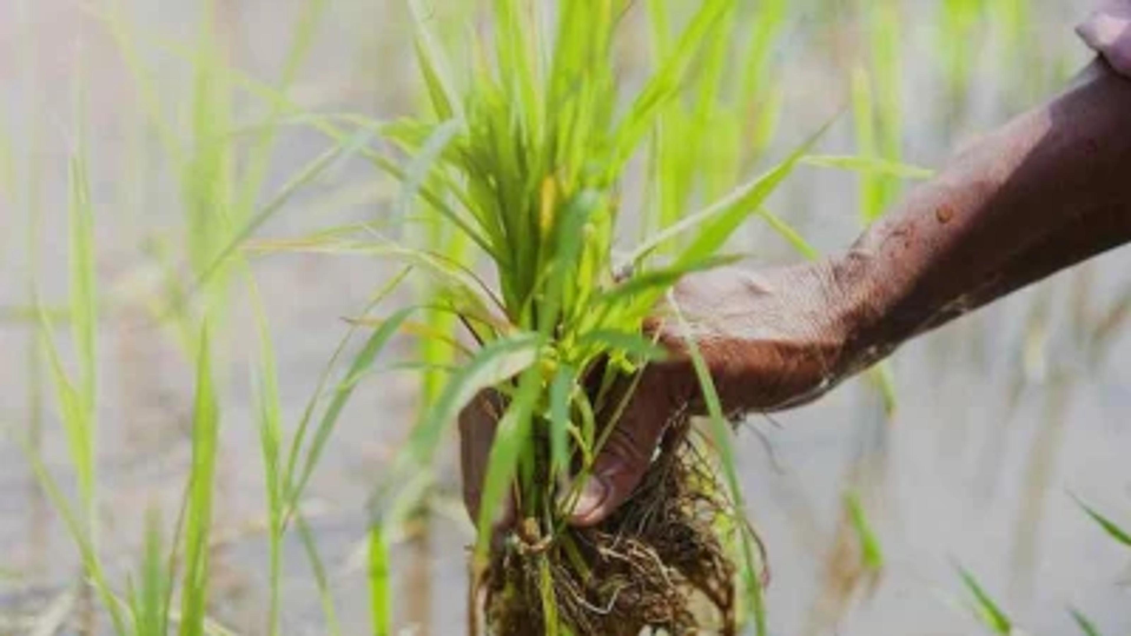 Farmer planting rice in Vietnam