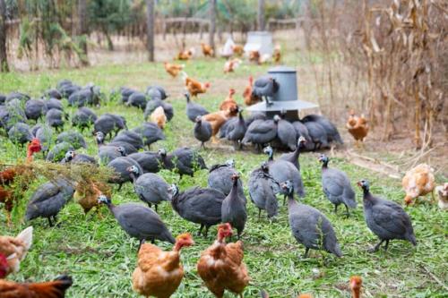 Ferme d'antoine