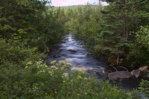 Les Saveurs Sauvages