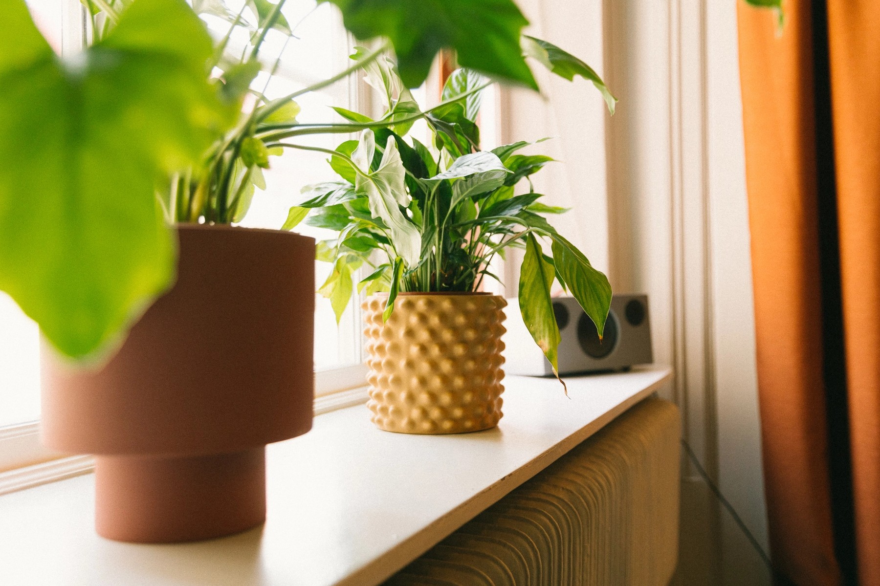 Plants in design studio