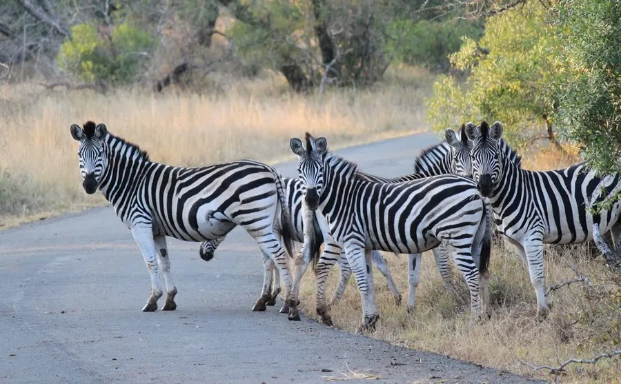 animals-of-Mkuzi-047