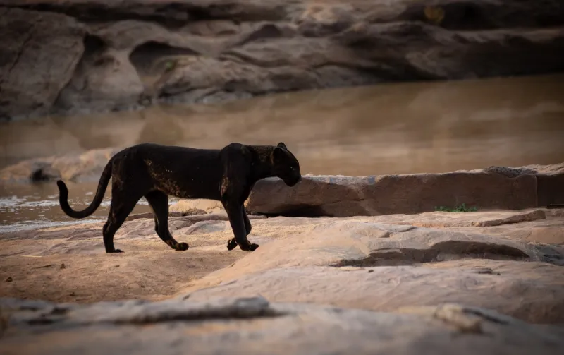 Black Leopard Safari - In Search of Giza, Kenya's Melanistic Leopard
