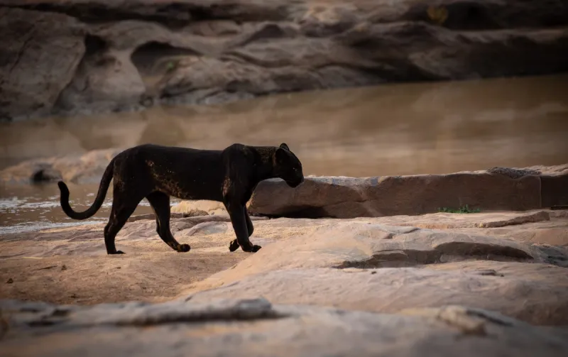 Black Leopard Safari - In Search of Giza, Kenya's Melanistic Leopard