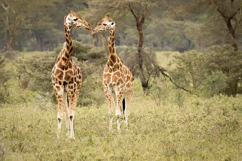 10-Day Kenya Safari Package
