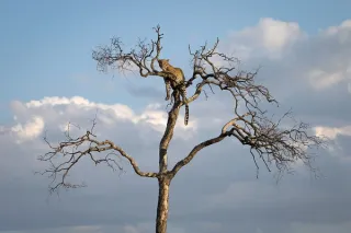 Elementaita – Maasai Mara