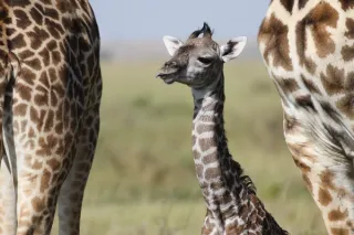 Maasai Mara – Nairobi