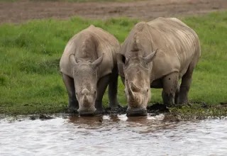 Nakuru National Park