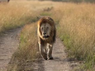 Maasai Mara