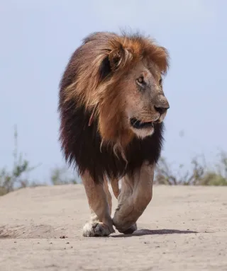 Maasai Mara