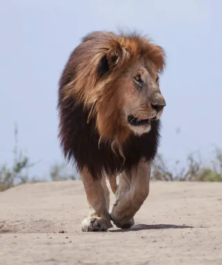 Maasai Mara