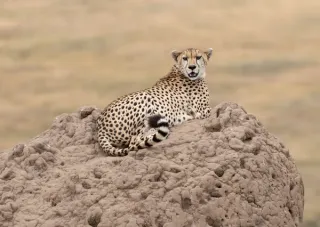Elementaita – Maasai Mara