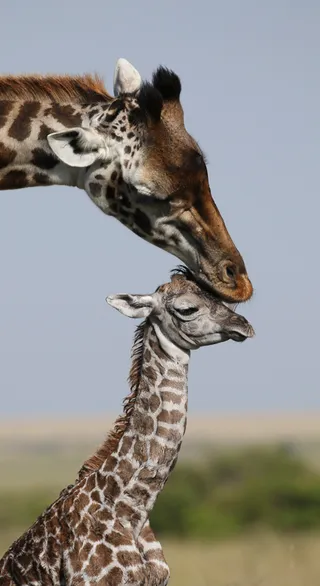 Ol Pejeta