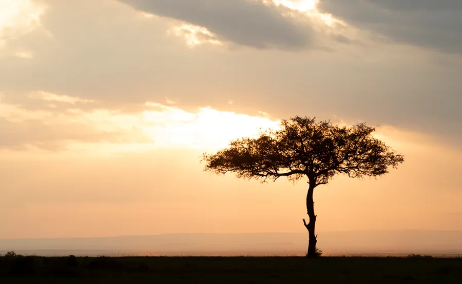 "Take Me To The Mara To See The Lions"