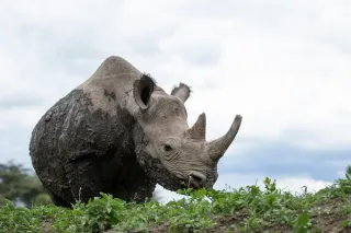 Nairobi – Ol Pejeta