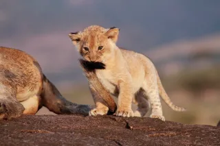 Elementaita – Maasai Mara