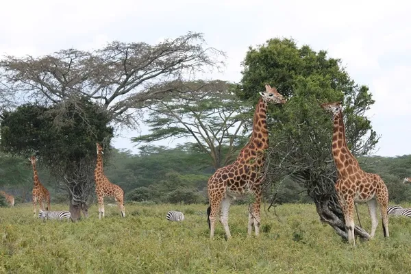 Africa Revisited – Capturing Kenya