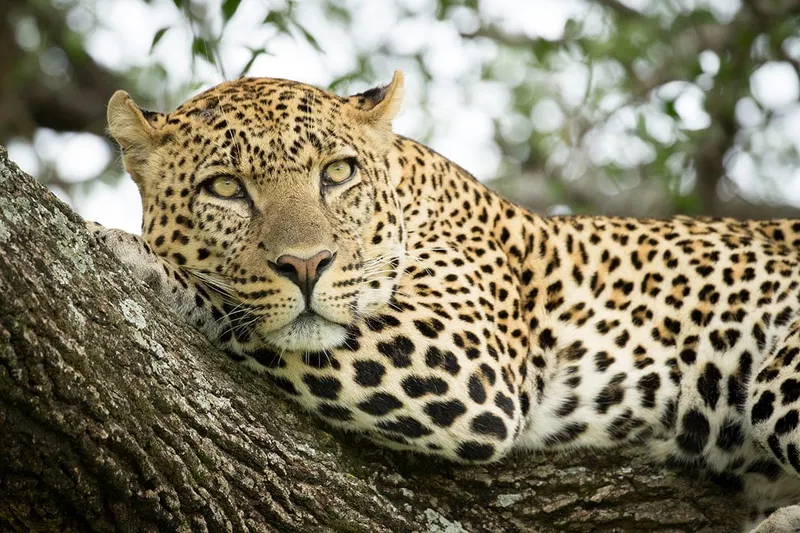 7-Day Kenya Safari Package