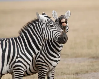 Nairobi – Ol Pejeta