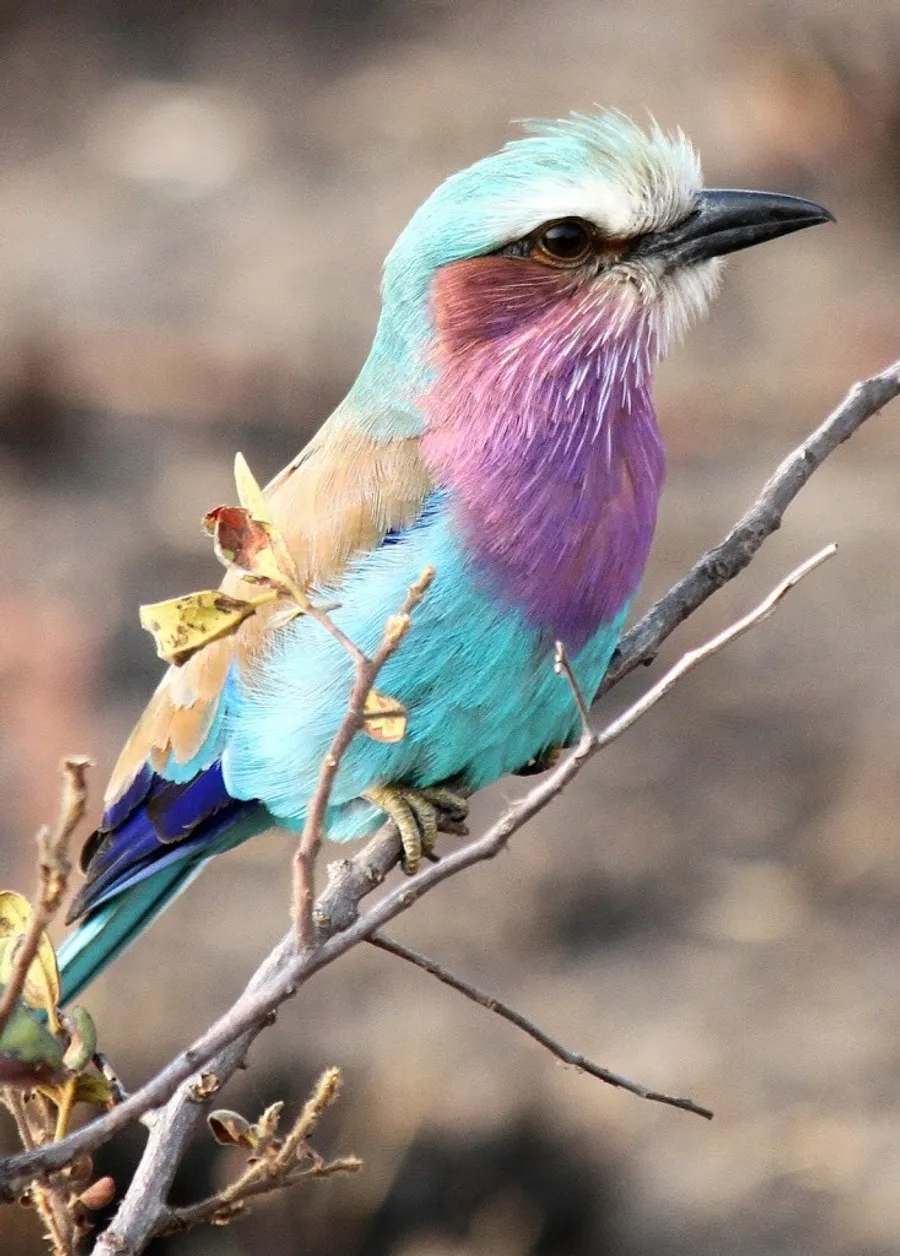 Lilac Breasted Roller