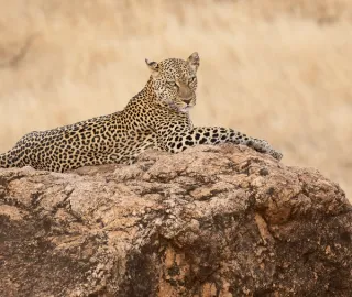 Ol Pejeta – Samburu
