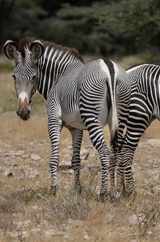 Samburu