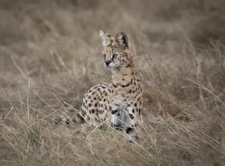 Maasai Mara Reserve