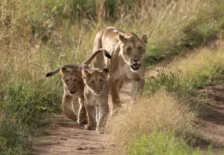 Maasai Mara – Nairobi