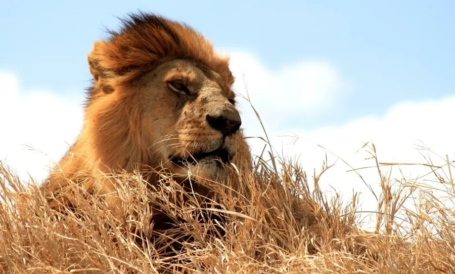 serengeti-002
