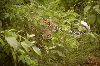 Ol Pejeta – Aberdares