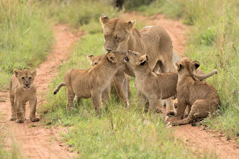 5-Day Kenya Safari in the Maasai Mara
