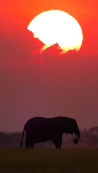 FULL DAY AMBOSELI