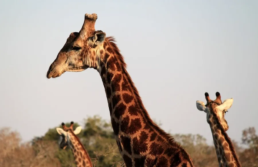 animals-of-Mkuzi-005